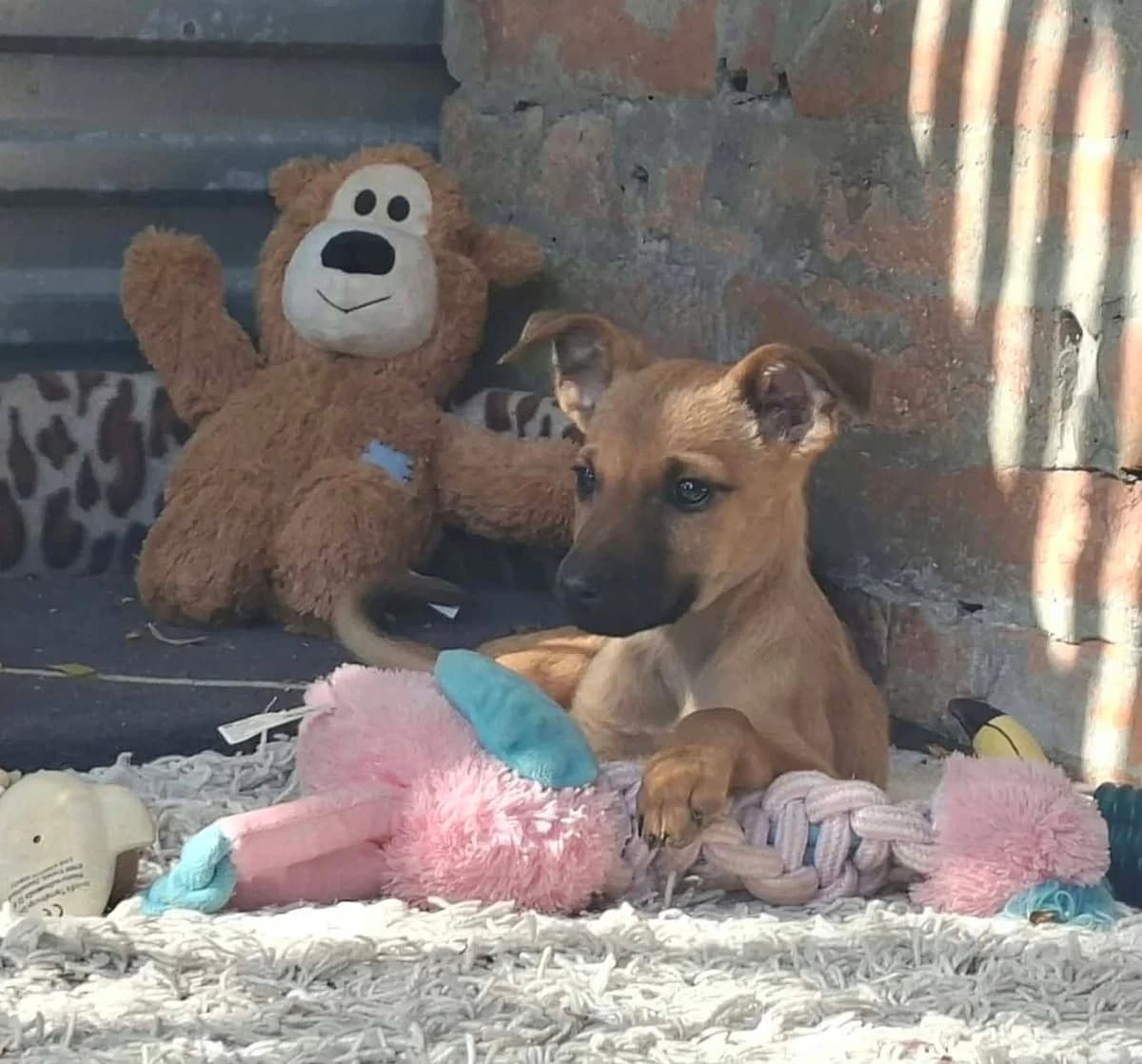 Cody, male puppy Mixed Breed for adoption at Glück für Pfoten e.V., Dortmund