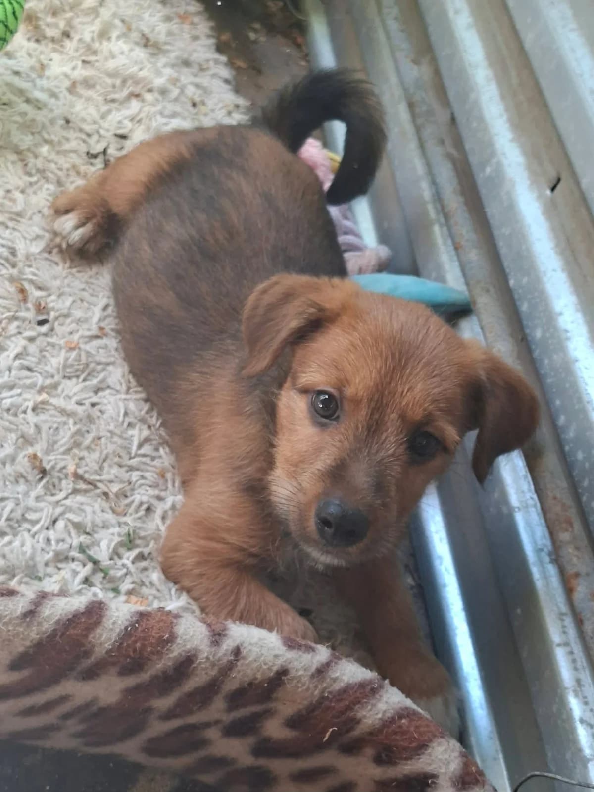 Cuki, male puppy Mixed Breed for adoption at Glück für Pfoten e.V., Dortmund