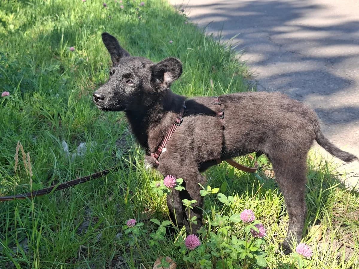 Dumbo, male puppy Mixed Breed for adoption at Glück für Pfoten e.V., Dortmund