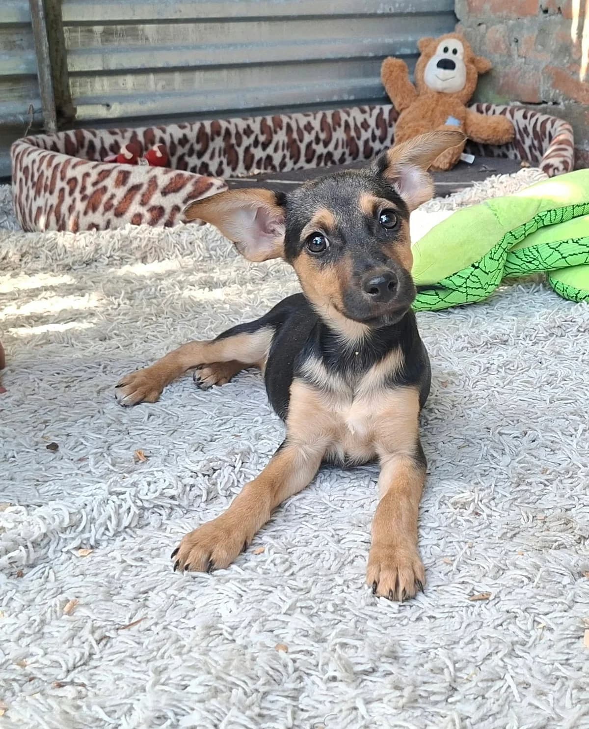 Elina, female puppy Mixed Breed for adoption at Glück für Pfoten e.V., Dortmund