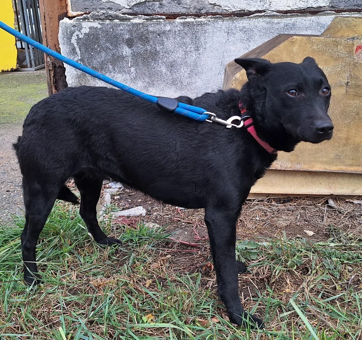 Enya, female young Mixed Breed for adoption at Glück für Pfoten e.V., Dortmund