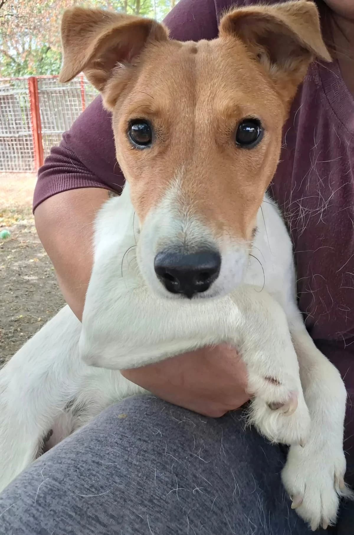 Figura, male young Mixed Breed for adoption at Glück für Pfoten e.V., Dortmund