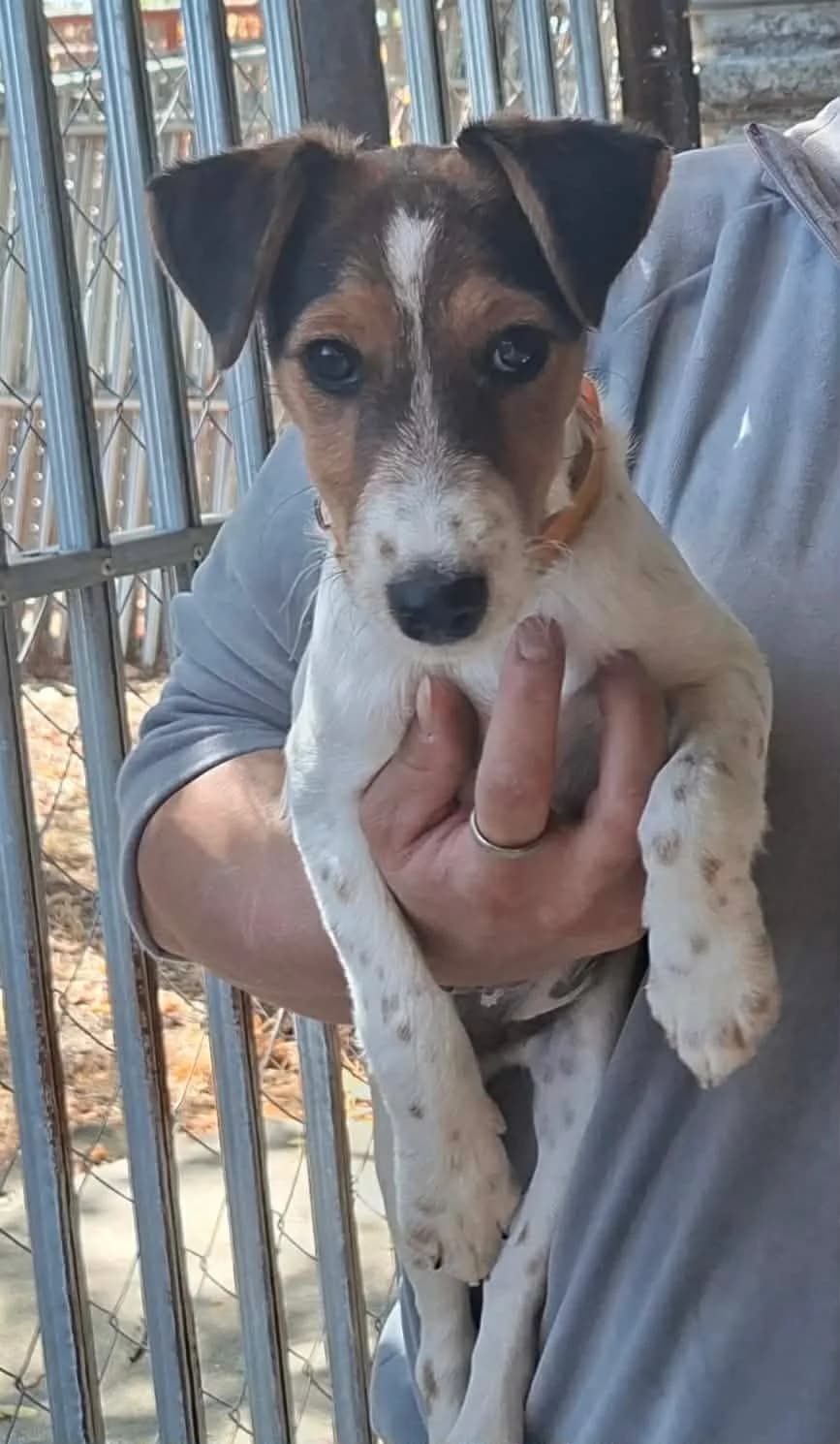 Flora, female puppy Mixed Breed for adoption at Glück für Pfoten e.V., Dortmund
