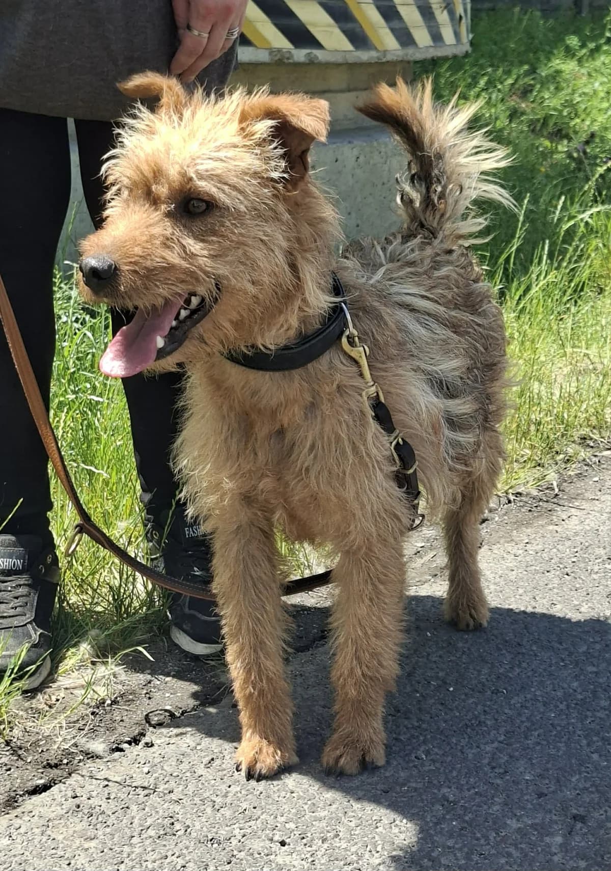 Franko, male young Mixed Breed for adoption at Glück für Pfoten e.V., Dortmund
