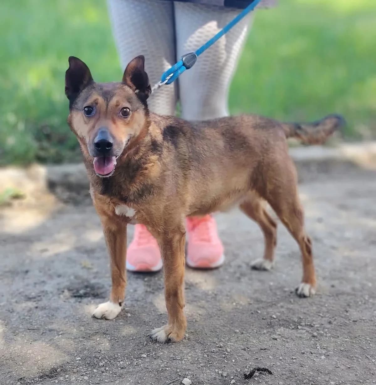 János, male 7yo Mixed Breed for adoption at Glück für Pfoten e.V., Dortmund