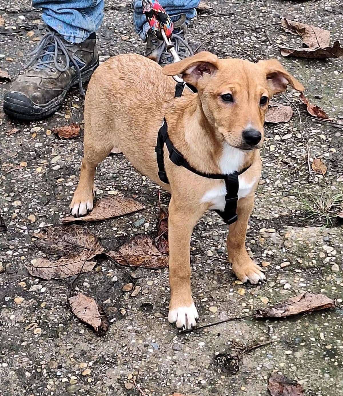 Mimi, female puppy Mixed Breed for adoption at Glück für Pfoten e.V., Dortmund