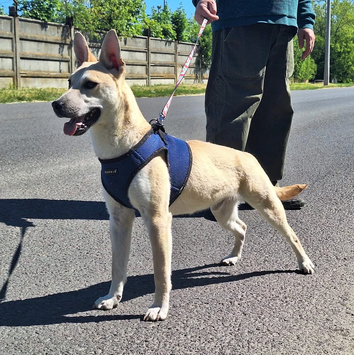 Paolo, male young Mixed Breed for adoption at Glück für Pfoten e.V., Dortmund