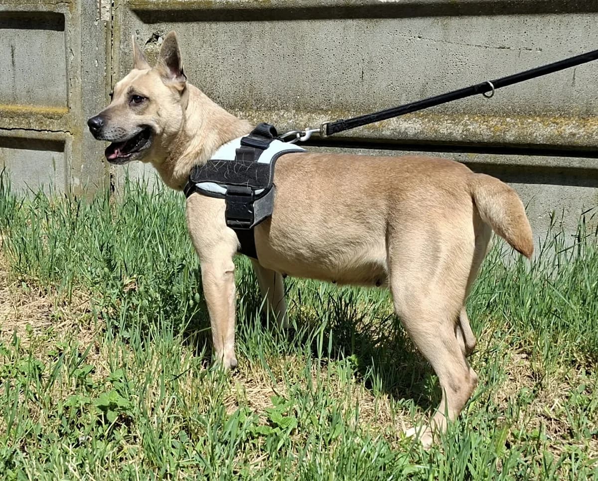 Roza, female 4yo Mixed Breed for adoption at Glück für Pfoten e.V., Dortmund