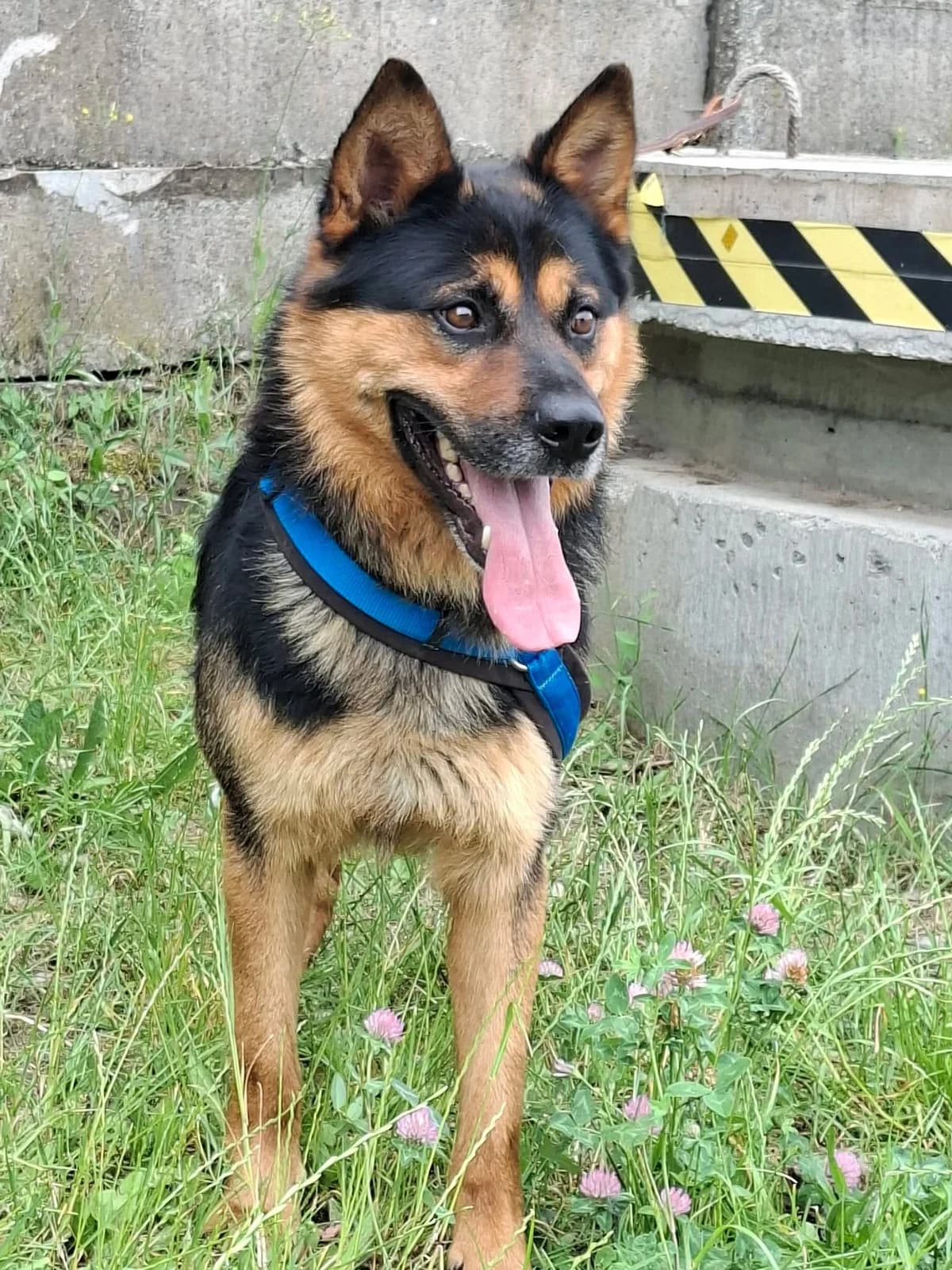 Szöcske, male 6yo Mixed Breed for adoption at Glück für Pfoten e.V., Dortmund