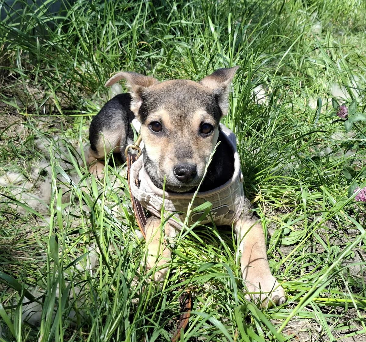 Taya, schwarz female puppy Mixed Breed for adoption at Glück für Pfoten e.V., Dortmund