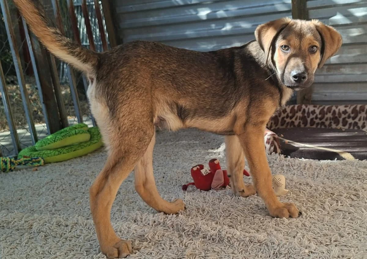 Willi, male puppy Mixed Breed for adoption at Glück für Pfoten e.V., Dortmund