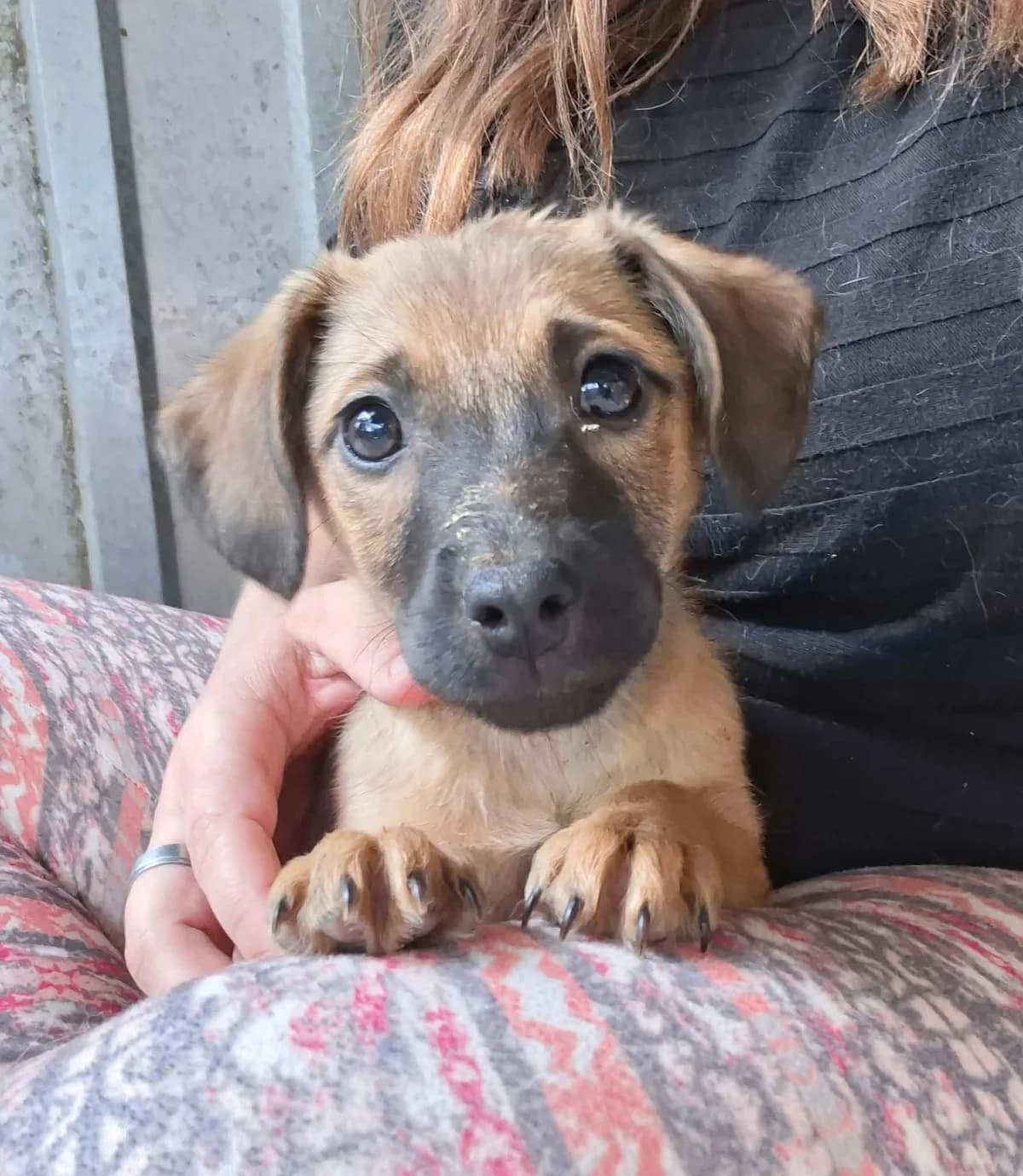 Zita, female puppy Mixed Breed for adoption at Glück für Pfoten e.V., Dortmund