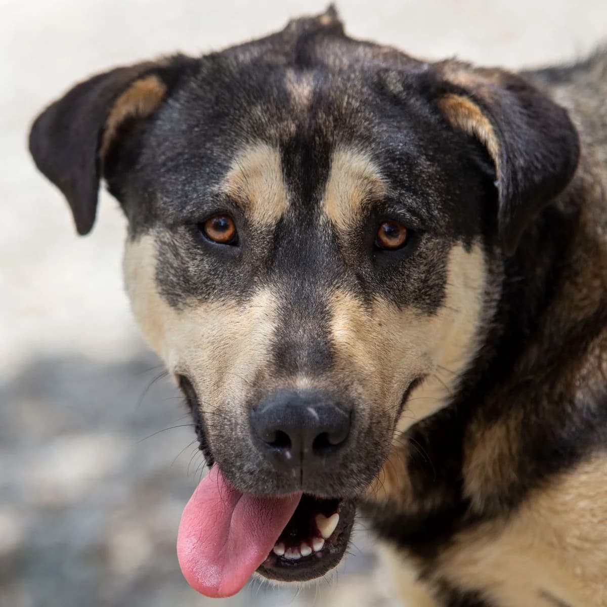 Fizz, female 5yo Mixed Breed for adoption at Glücksfelle e.V.