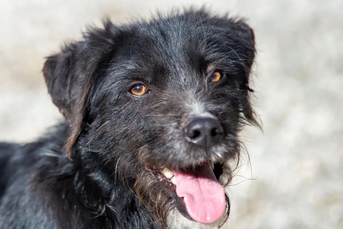 Puffi, male young Mixed Breed for adoption at Glücksfelle e.V.