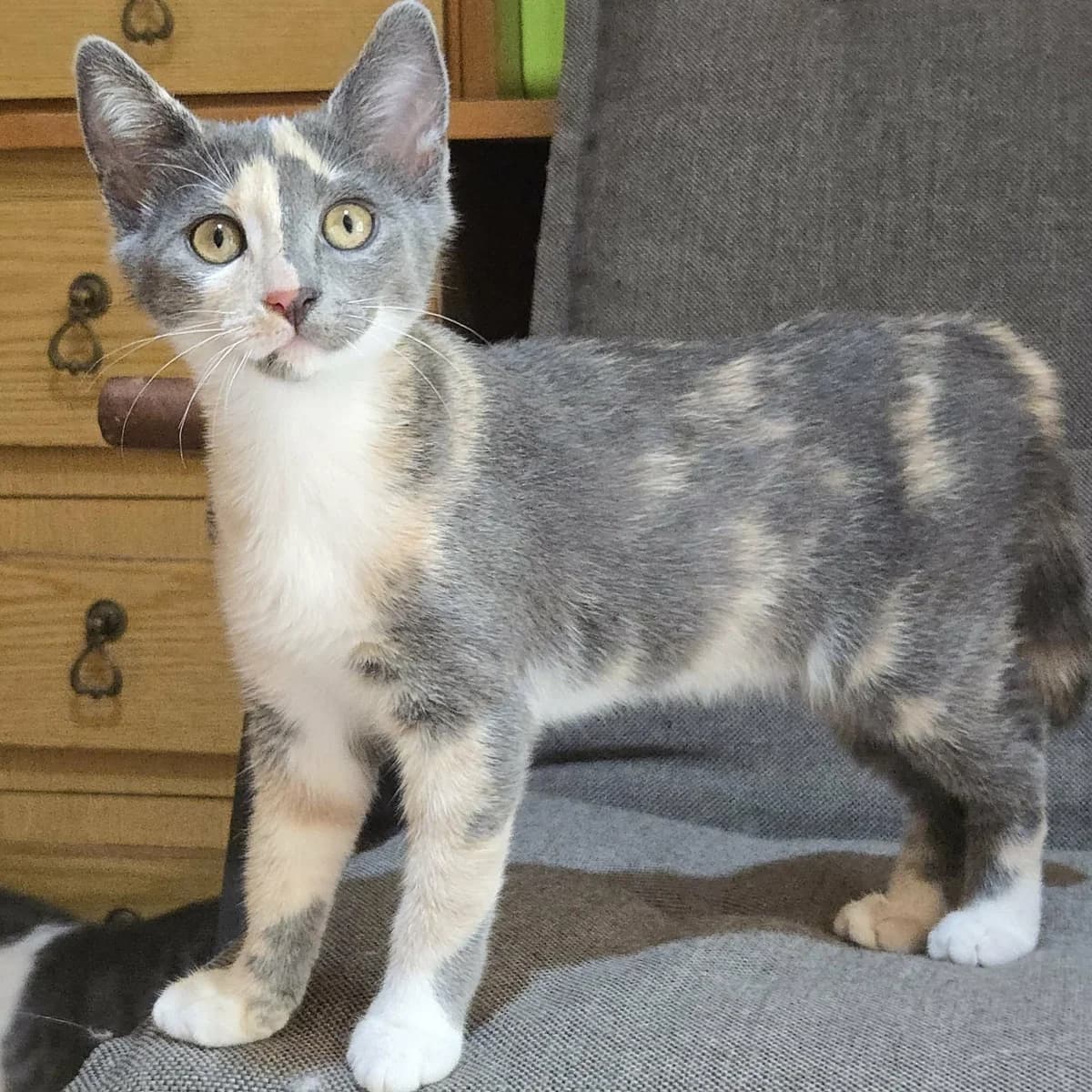 Ally, female puppy Mixed Breed for adoption at Glücksnasen e.V. Tierschutzverein