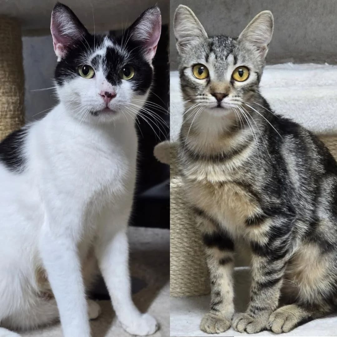 Amada Jacoba, female young Mixed Breed for adoption at Glücksnasen e.V. Tierschutzverein