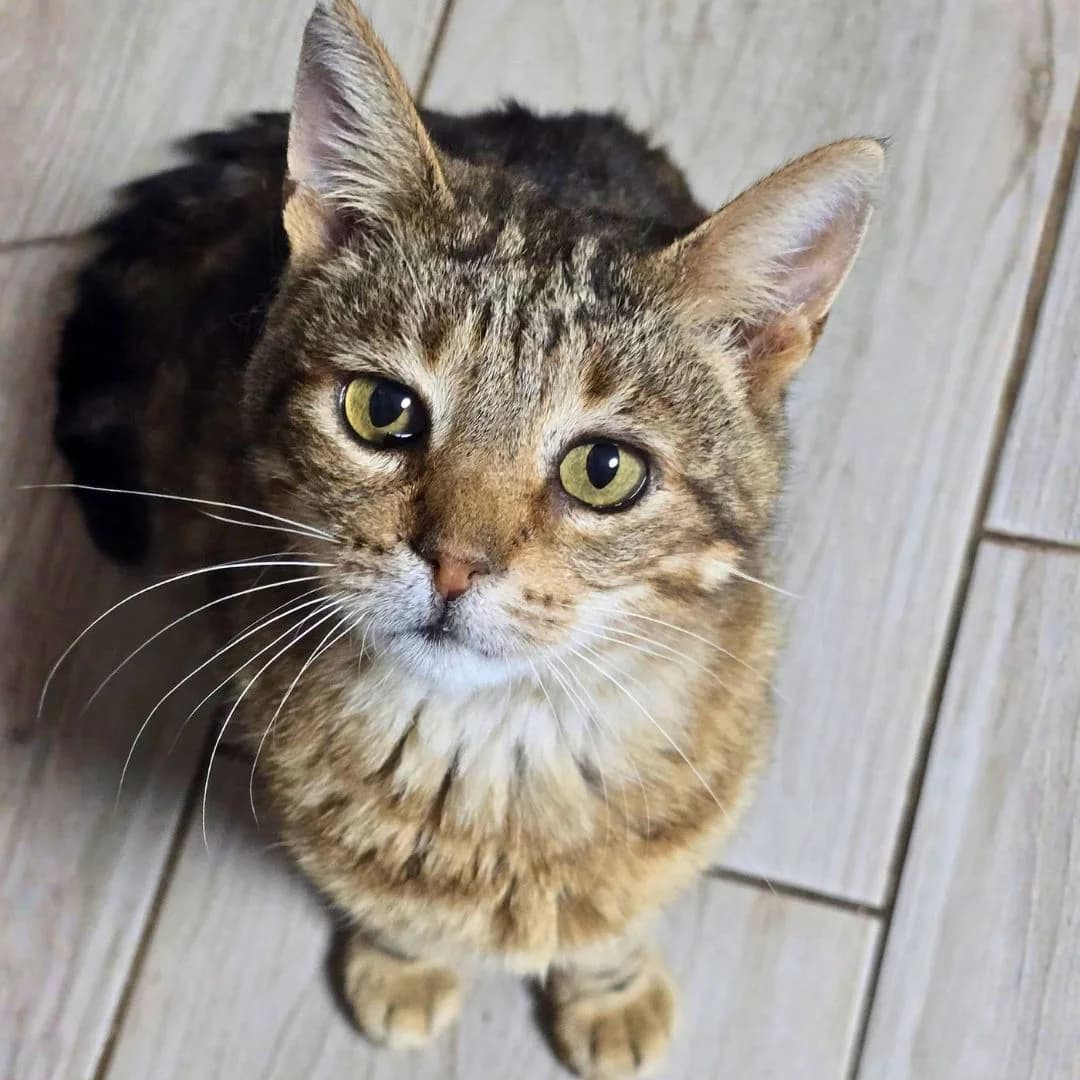 Bendix, male 6yo Mixed Breed for adoption at Glücksnasen e.V. Tierschutzverein