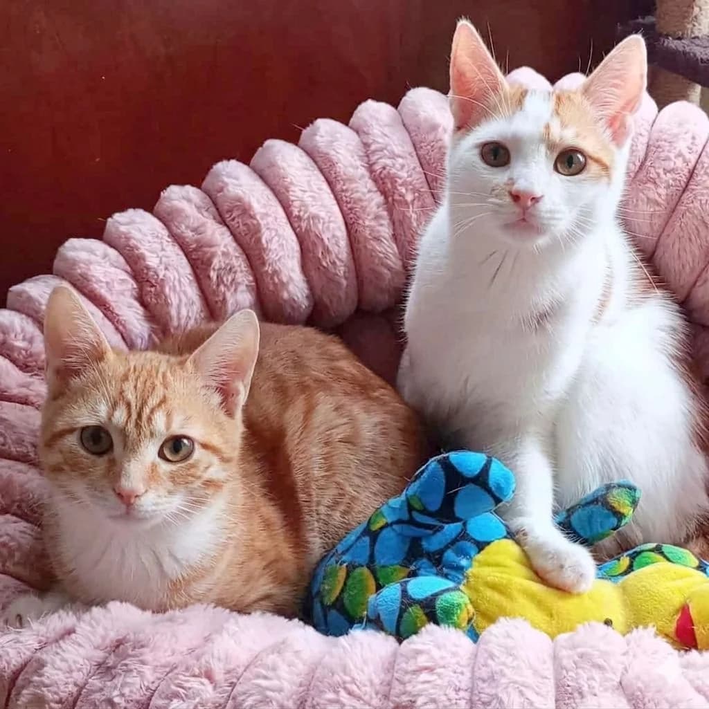 Hermann Poemmi, male Mixed Breed for adoption at Glücksnasen e.V. Tierschutzverein