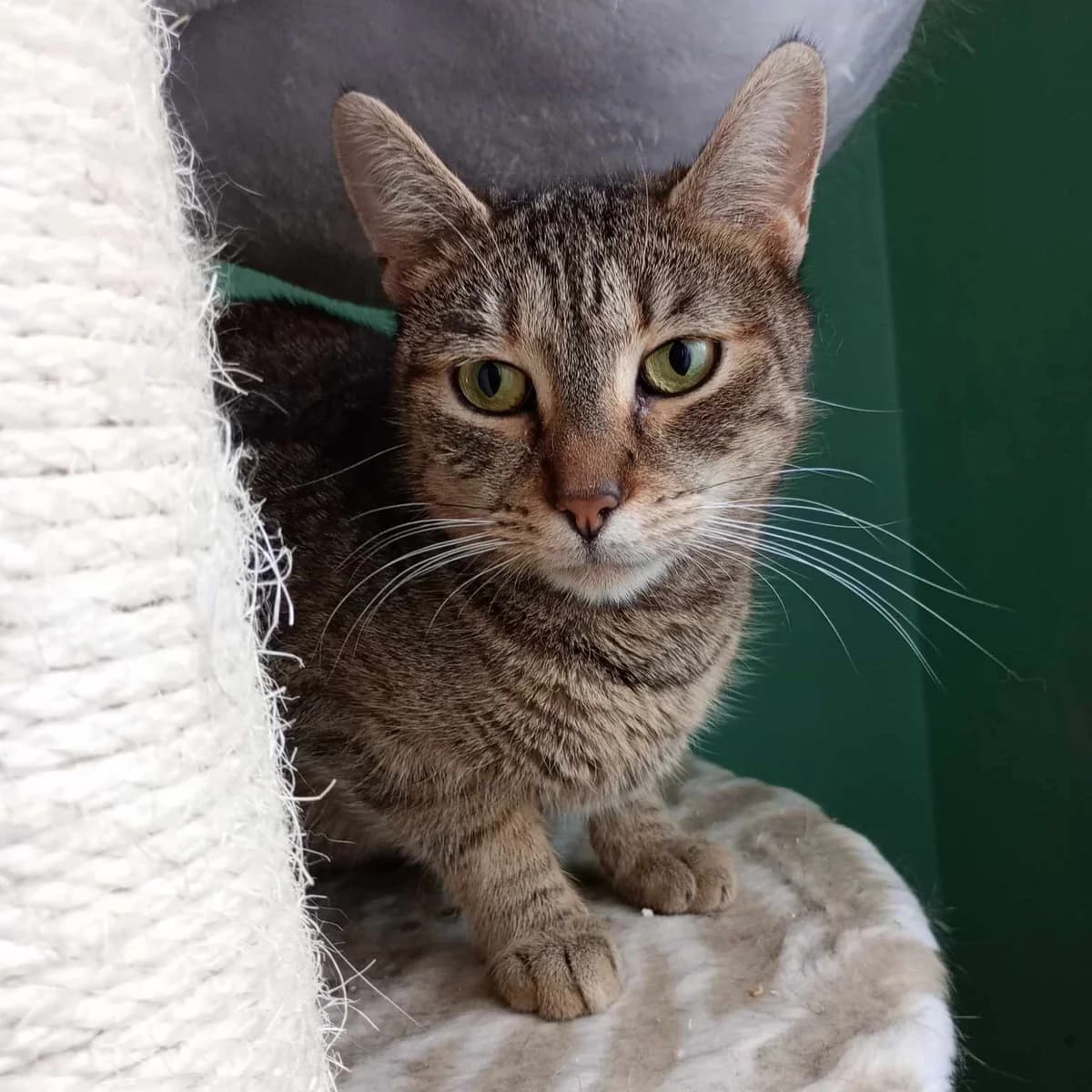 Katy, female 4yo Mixed Breed for adoption at Glücksnasen e.V. Tierschutzverein