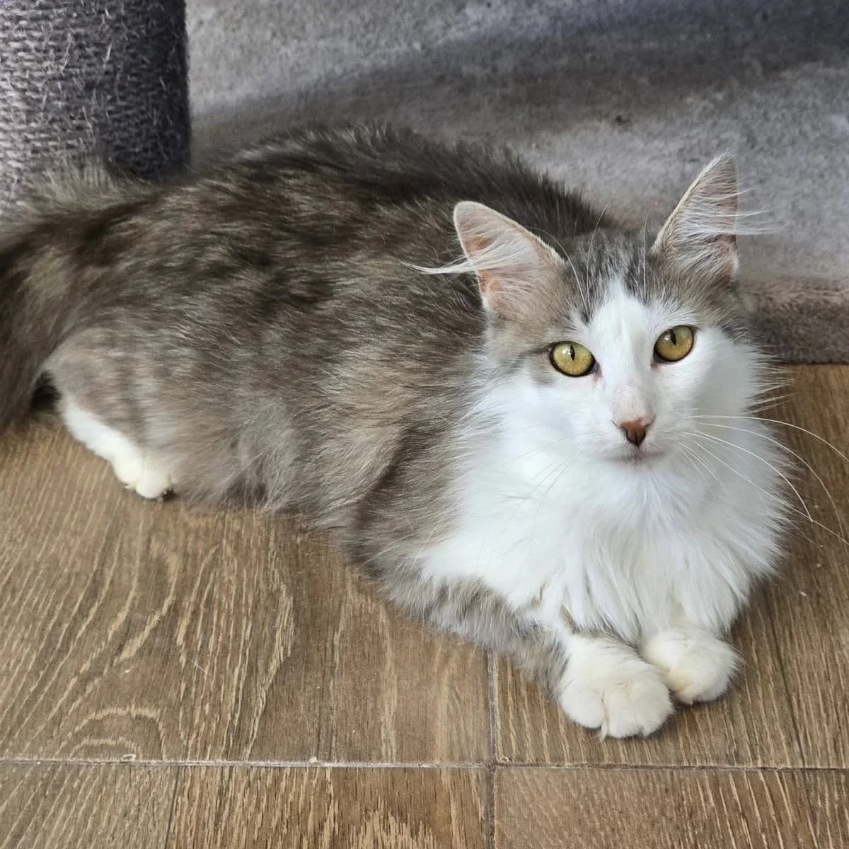 Lilja, female young Mixed Breed for adoption at Glücksnasen e.V. Tierschutzverein
