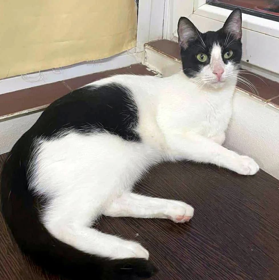 Luc, male 3yo Mixed Breed for adoption at Glücksnasen e.V. Tierschutzverein