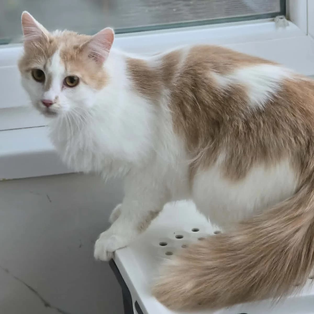 Merlin, male young Mixed Breed for adoption at Glücksnasen e.V. Tierschutzverein