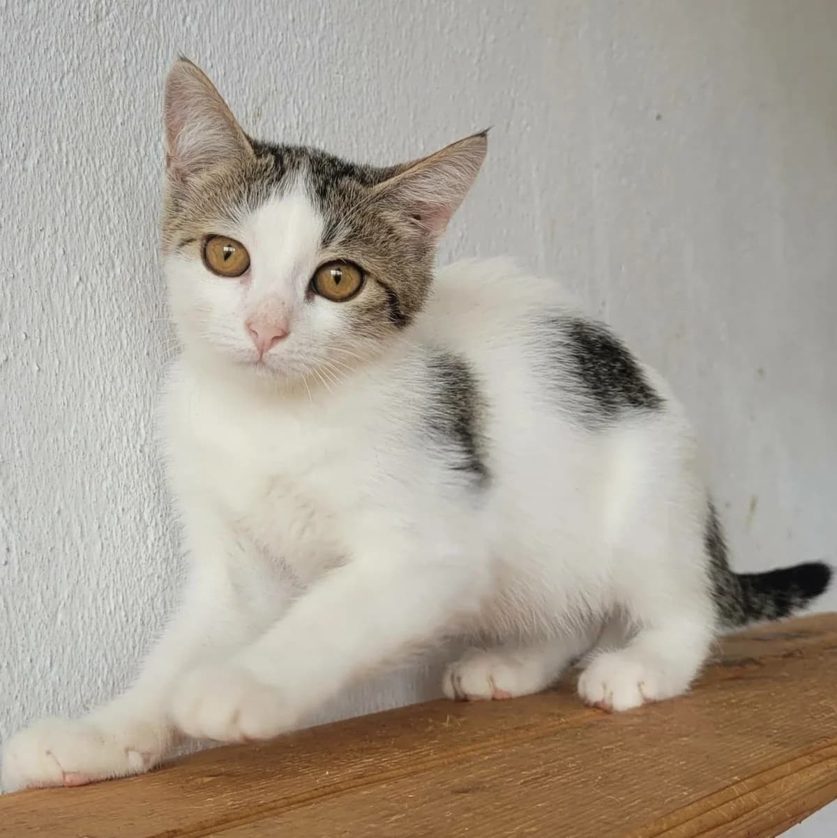 Noah, male puppy Mixed Breed for adoption at Glücksnasen e.V. Tierschutzverein