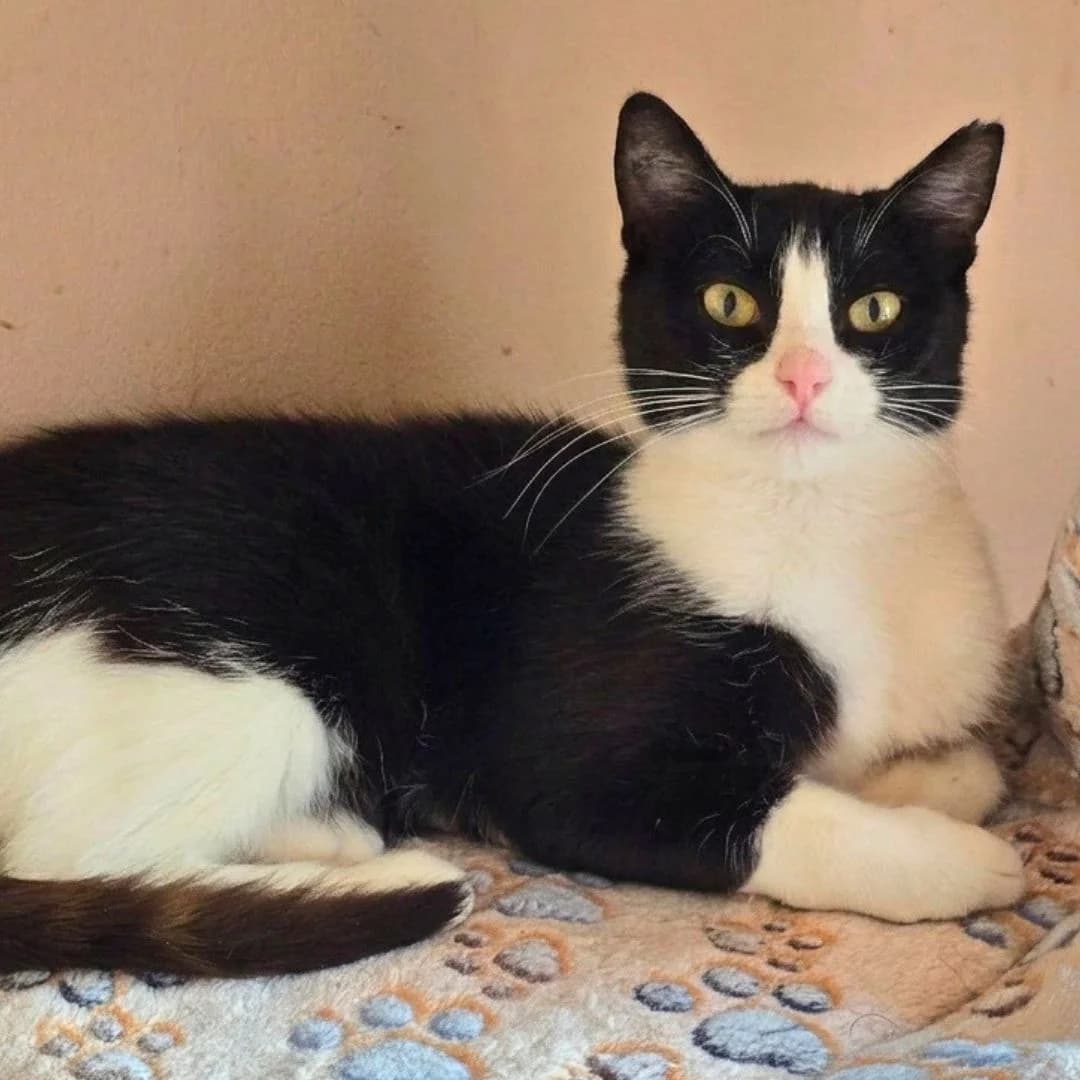 Precious, female young Mixed Breed for adoption at Glücksnasen e.V. Tierschutzverein