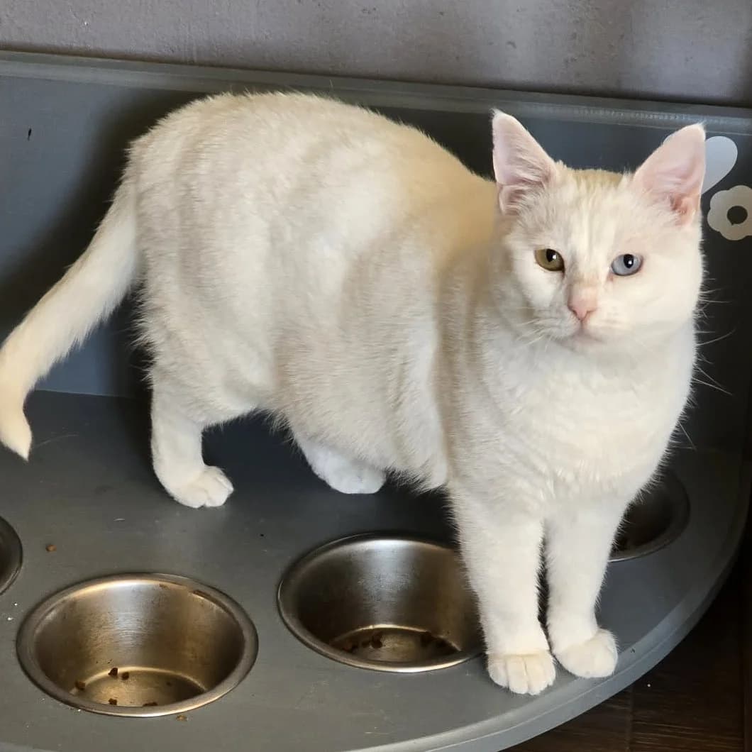 Silky, female 3yo Mixed Breed for adoption at Glücksnasen e.V. Tierschutzverein