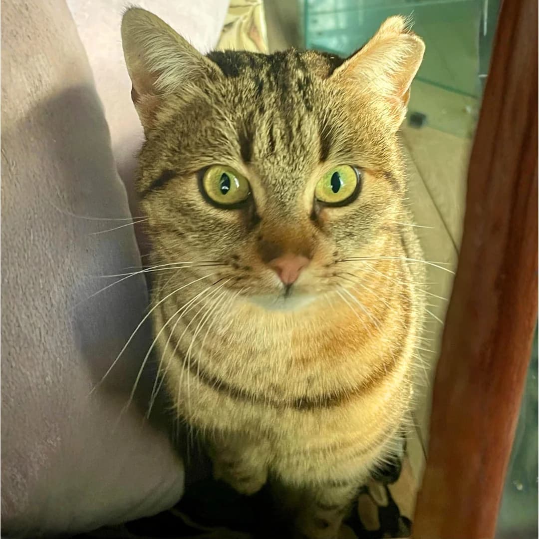 Stina, female 4yo Mixed Breed for adoption at Glücksnasen e.V. Tierschutzverein