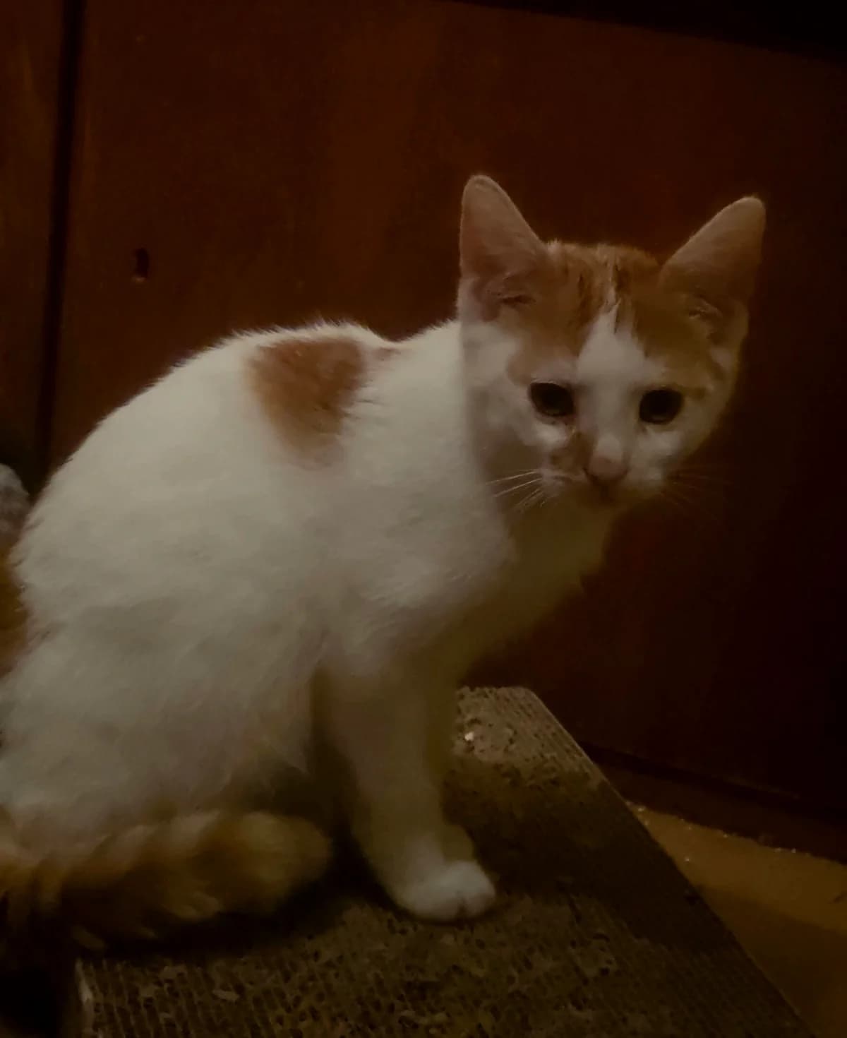 Juni Kitten, rot puppy Mixed Breed for adoption at Göttinger Katzenschutz e.V., Göttingen