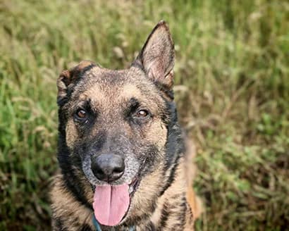 Bobby, male senior Mixed Breed for adoption at Grenzenlose Hundehilfe e.V., Merdingen