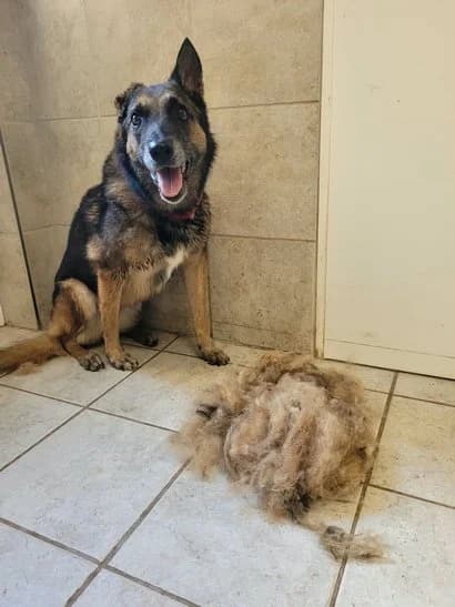 Athena, female senior Belgian Malinois for adoption at Grenzenlose Hundehilfe e.V., Merdingen