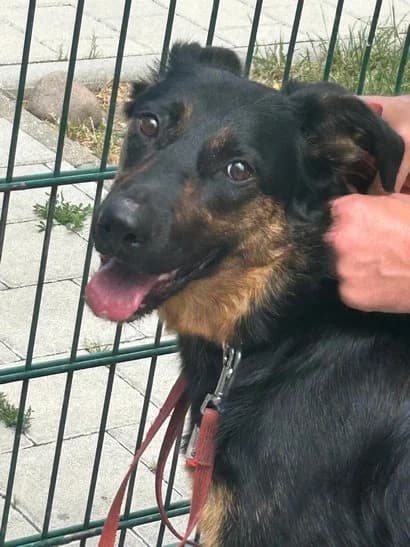 Vaiana, female young mixed breed for adoption at Grenzenlose Hundehilfe e.V., Merdingen