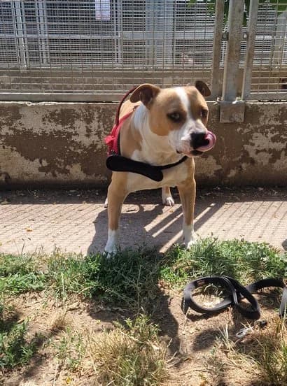 Oslo, male Staffordshire Bull Terrier for adoption at Grenzenlose Hundehilfe e.V., Merdingen