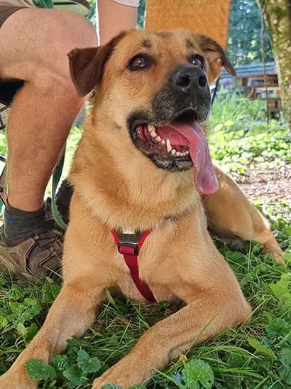 Bruni, female senior Mixed Breed for adoption at Grenzenlose Hundehilfe e.V., Merdingen