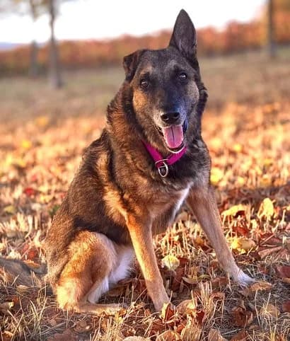Athena, female senior Belgian Malinois for adoption at Grenzenlose Hundehilfe e.V., Merdingen