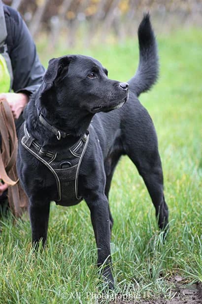 Bobby, male senior Mixed Breed for adoption at Grenzenlose Hundehilfe e.V., Merdingen