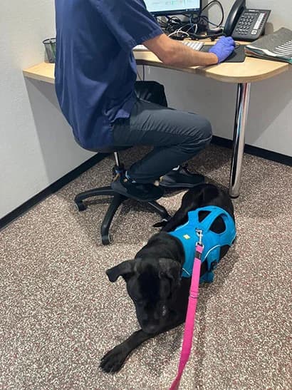 Legra, female 7yo Cane Corso for adoption at Grenzenlose Hundehilfe e.V., Merdingen