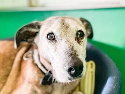 Ginette, female Mixed Breed for adoption at Grenzenlose Hundehilfe e.V., Merdingen