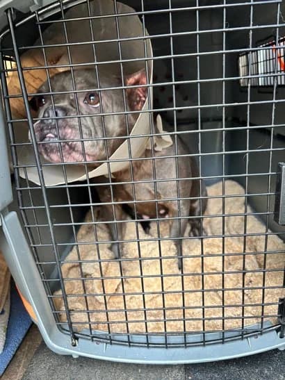 Suki, female 5yo French Bulldog for adoption at Grenzenlose Hundehilfe e.V., Merdingen