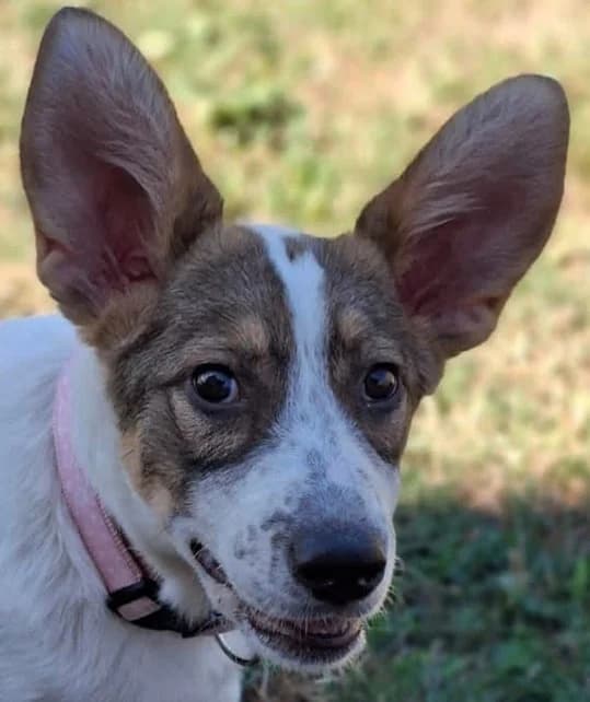 Ayla, female puppy Mixed Breed for adoption at Grenzenlose Notfelle e.V., Dittelbrunn