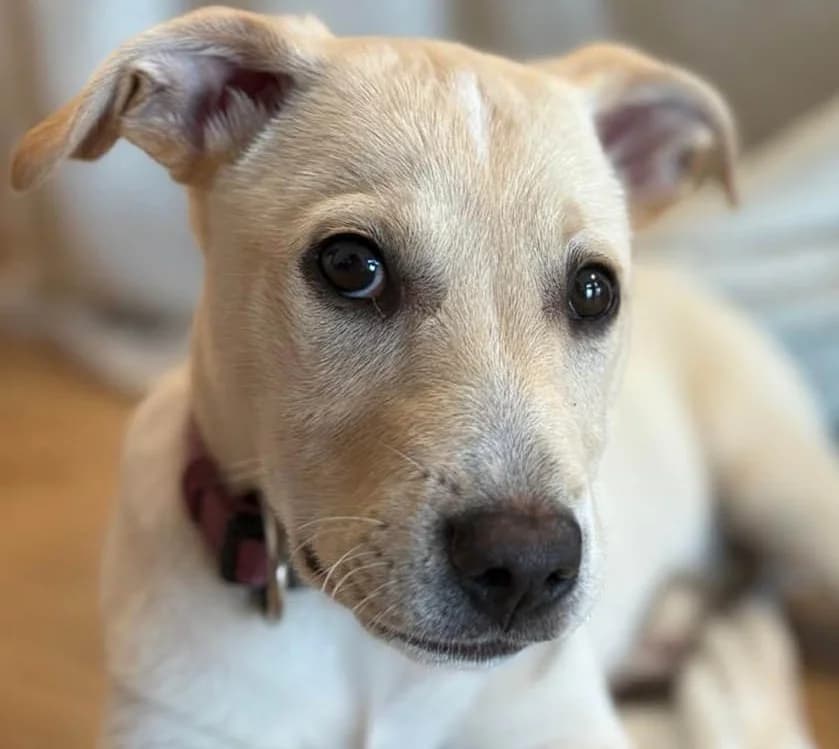 Benito, male senior Mixed Breed for adoption at Grenzenlose Notfelle e.V.