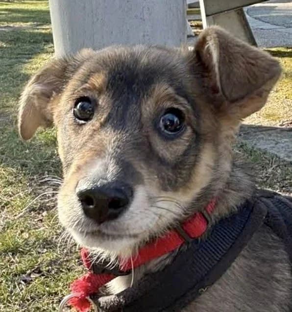 Bentley, female senior Mixed Breed for adoption at Grenzenlose Notfelle e.V.