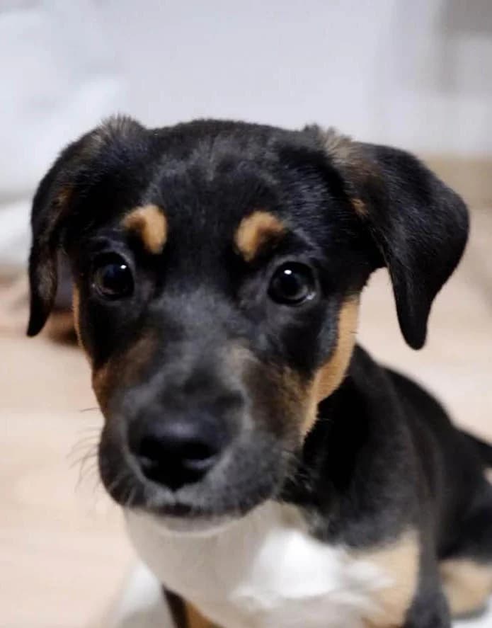 Boston, male senior Mixed Breed for adoption at Grenzenlose Notfelle e.V.