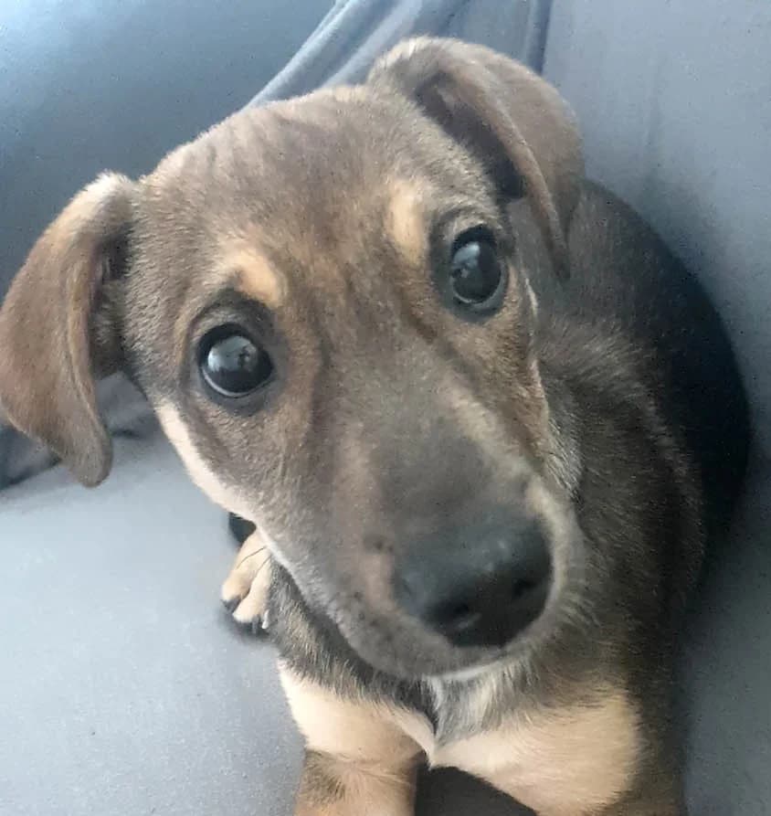 Burita, female senior Mixed Breed for adoption at Grenzenlose Notfelle e.V.