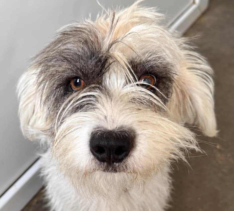 Cannoli, female senior Mixed Breed for adoption at Grenzenlose Notfelle e.V., Dittelbrunn