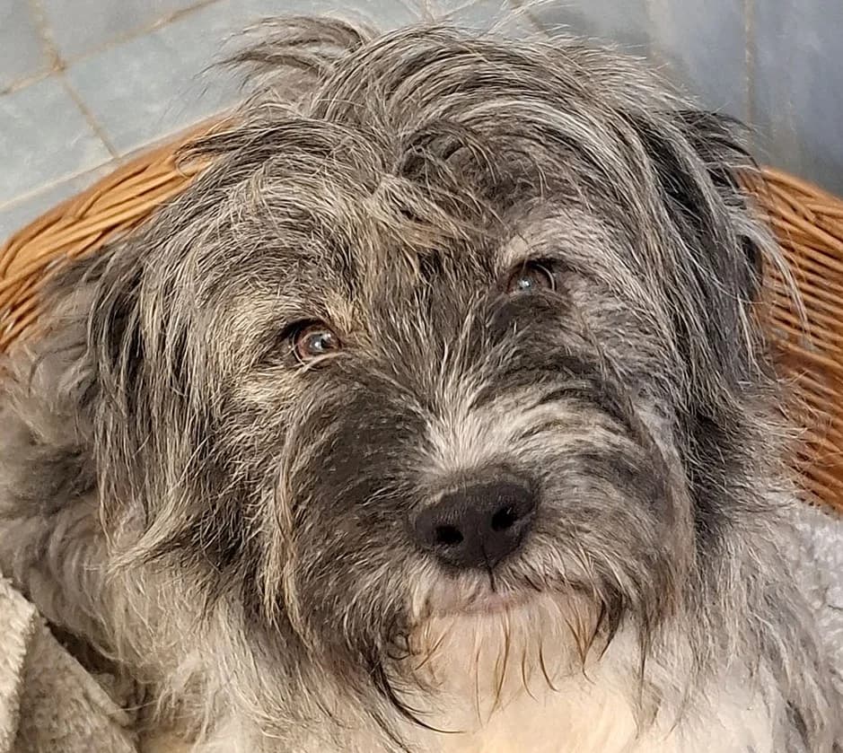 Costel, male Mixed Breed for adoption at Grenzenlose Notfelle e.V., Dittelbrunn