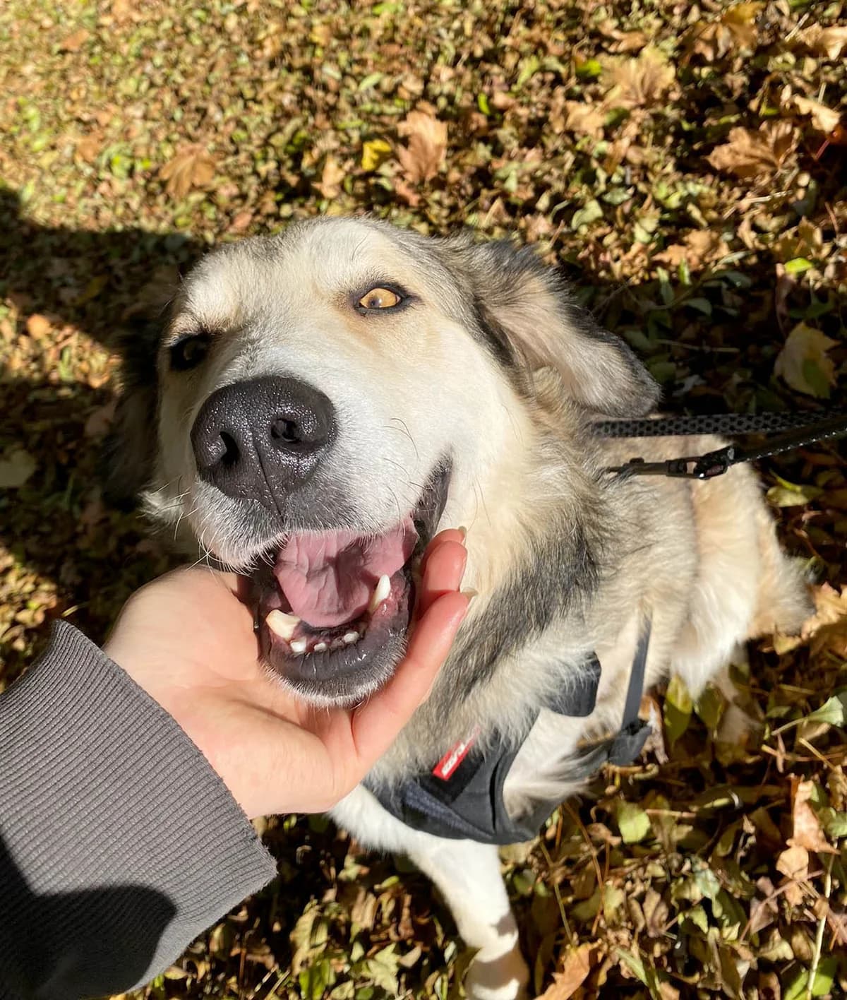 Fistic, male Mixed Breed for adoption at Grenzenlose Notfelle e.V., Dittelbrunn