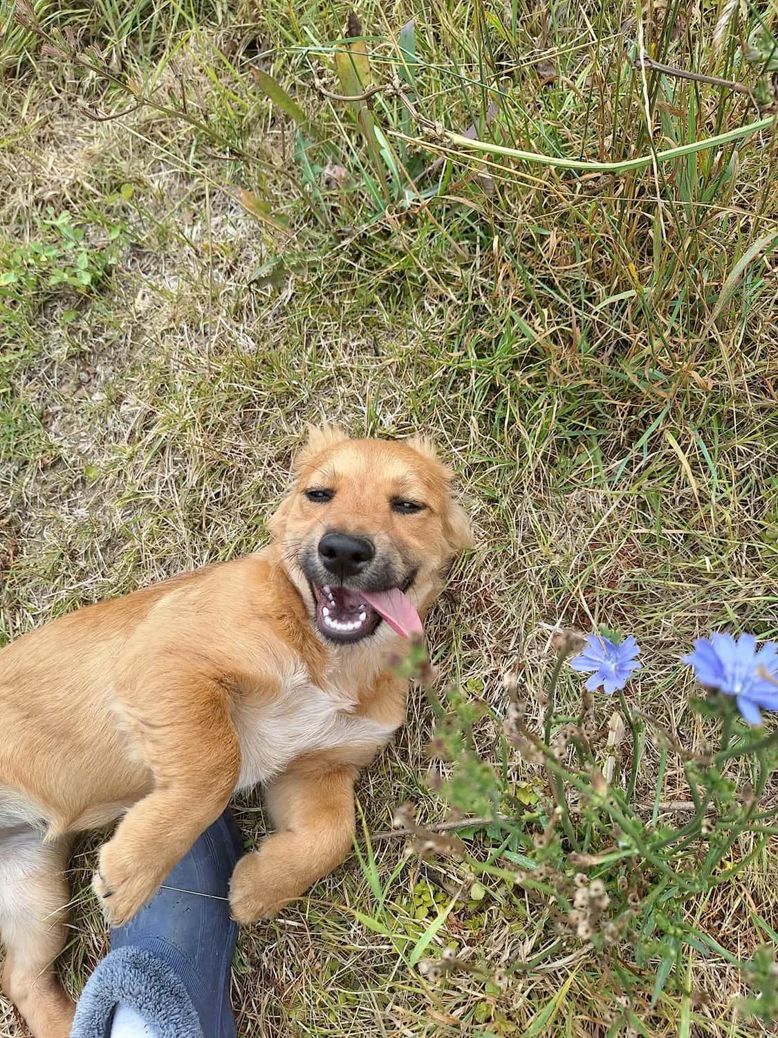 Ginette, female puppy Mixed Breed for adoption at Grenzenlose Notfelle e.V., Dittelbrunn